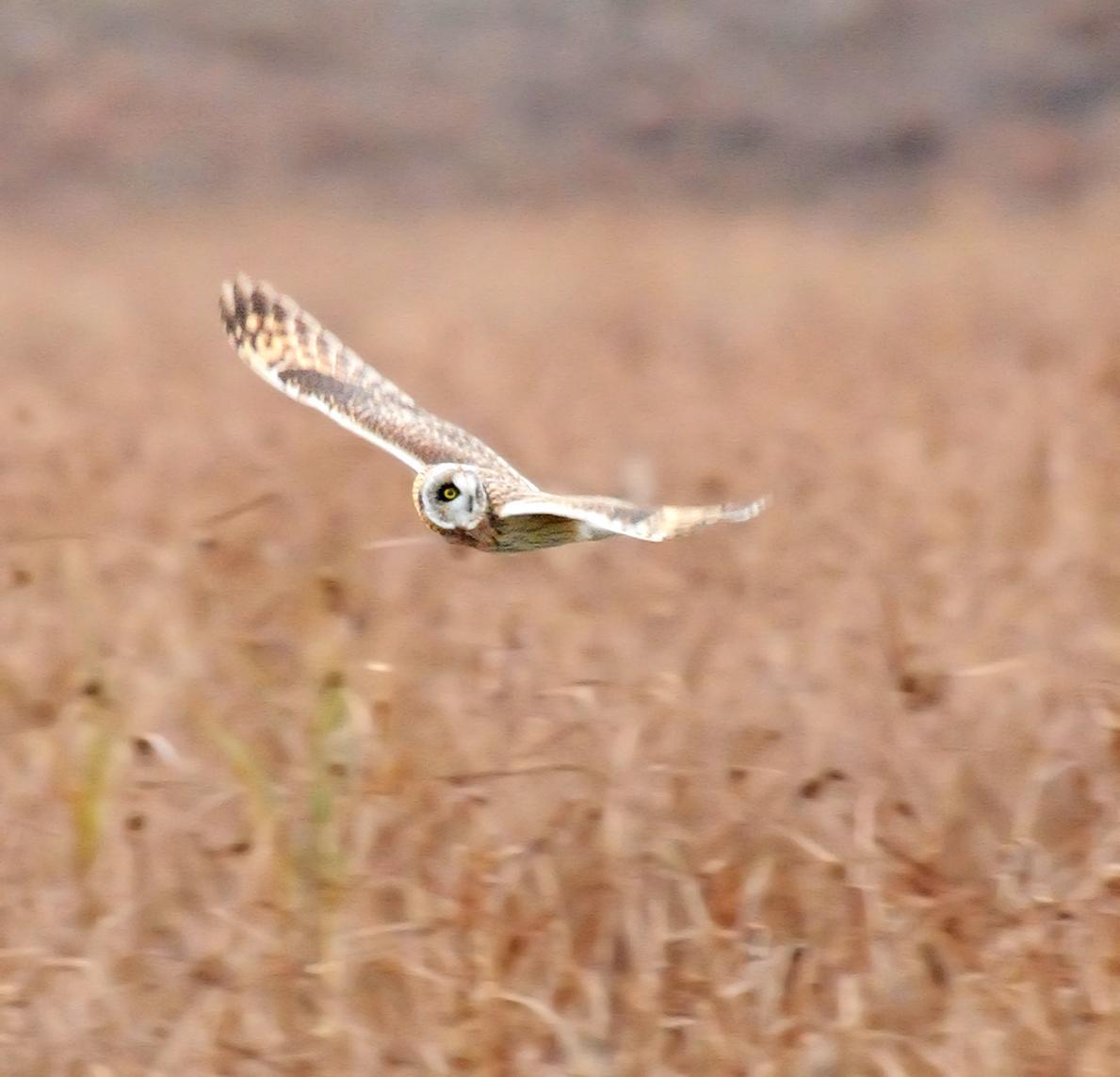 Short-eared Owl (Northern) Photo by Steven Mlodinow