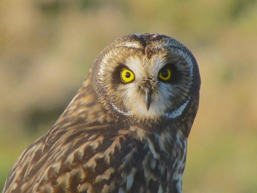 Short-eared Owl (Northern) Photo by Brian Avent