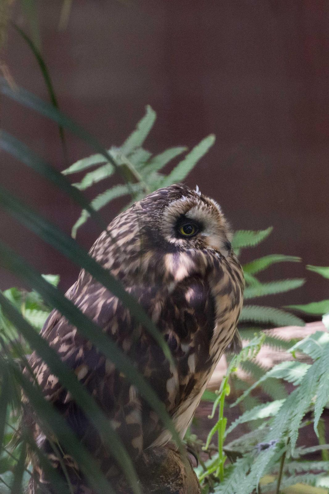 Short-eared Owl (Hawaiian) Photo by Joseph Angstman