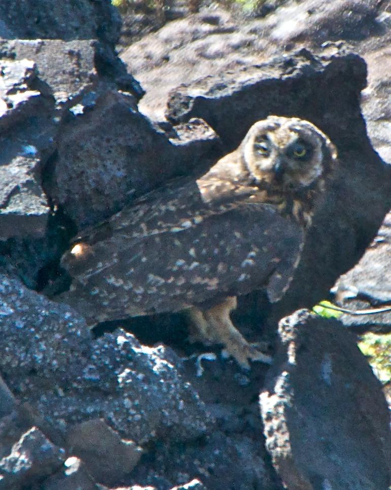 Short-eared Owl (Galapagos) Photo by Robin Barker