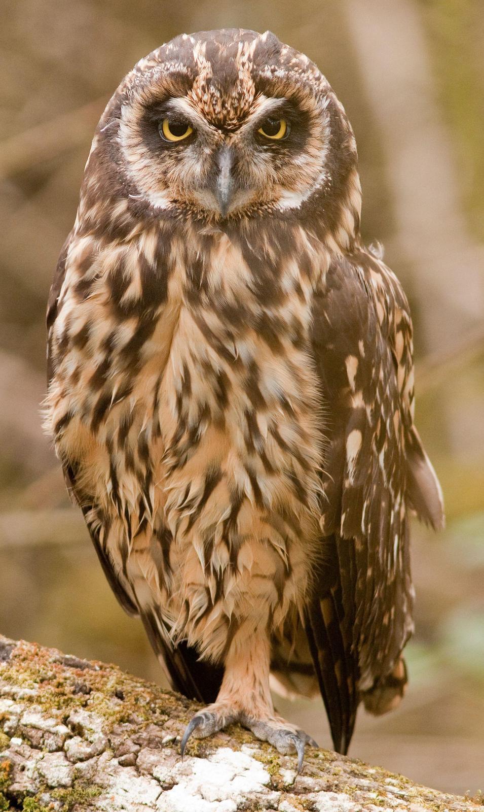 Short-eared Owl (Galapagos) Photo by Michi Dvorak
