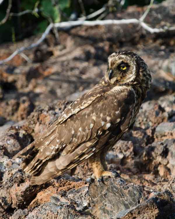 Short-eared Owl (Galapagos) Photo by Bob Hasenick