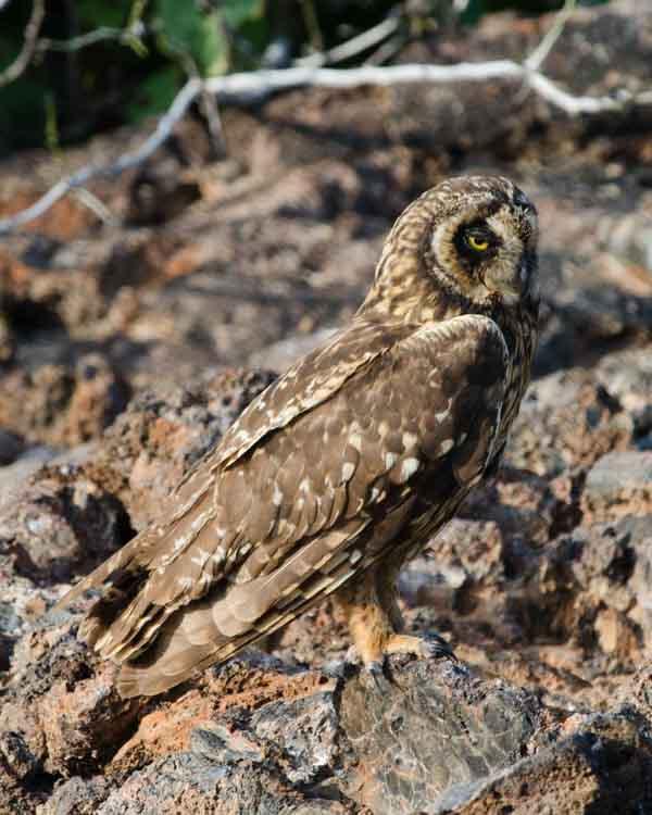 Short-eared Owl (Galapagos) Photo by Bob Hasenick