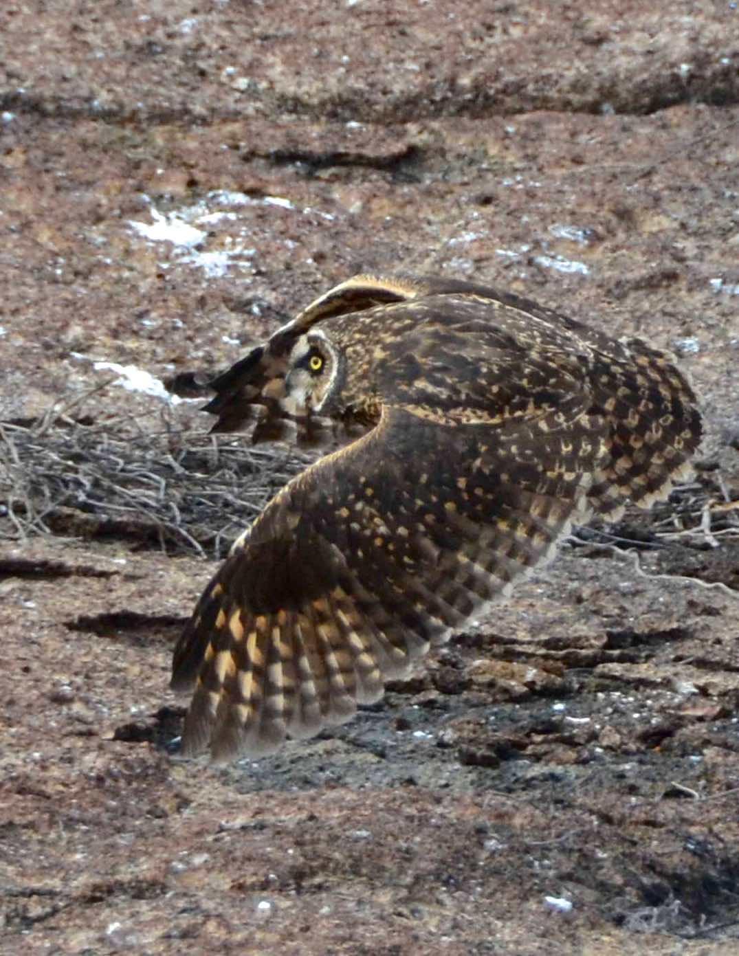 Short-eared Owl (Galapagos) Photo by Andrew Pittman