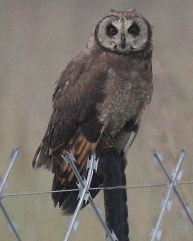 Marsh Owl Photo by Knut Hansen