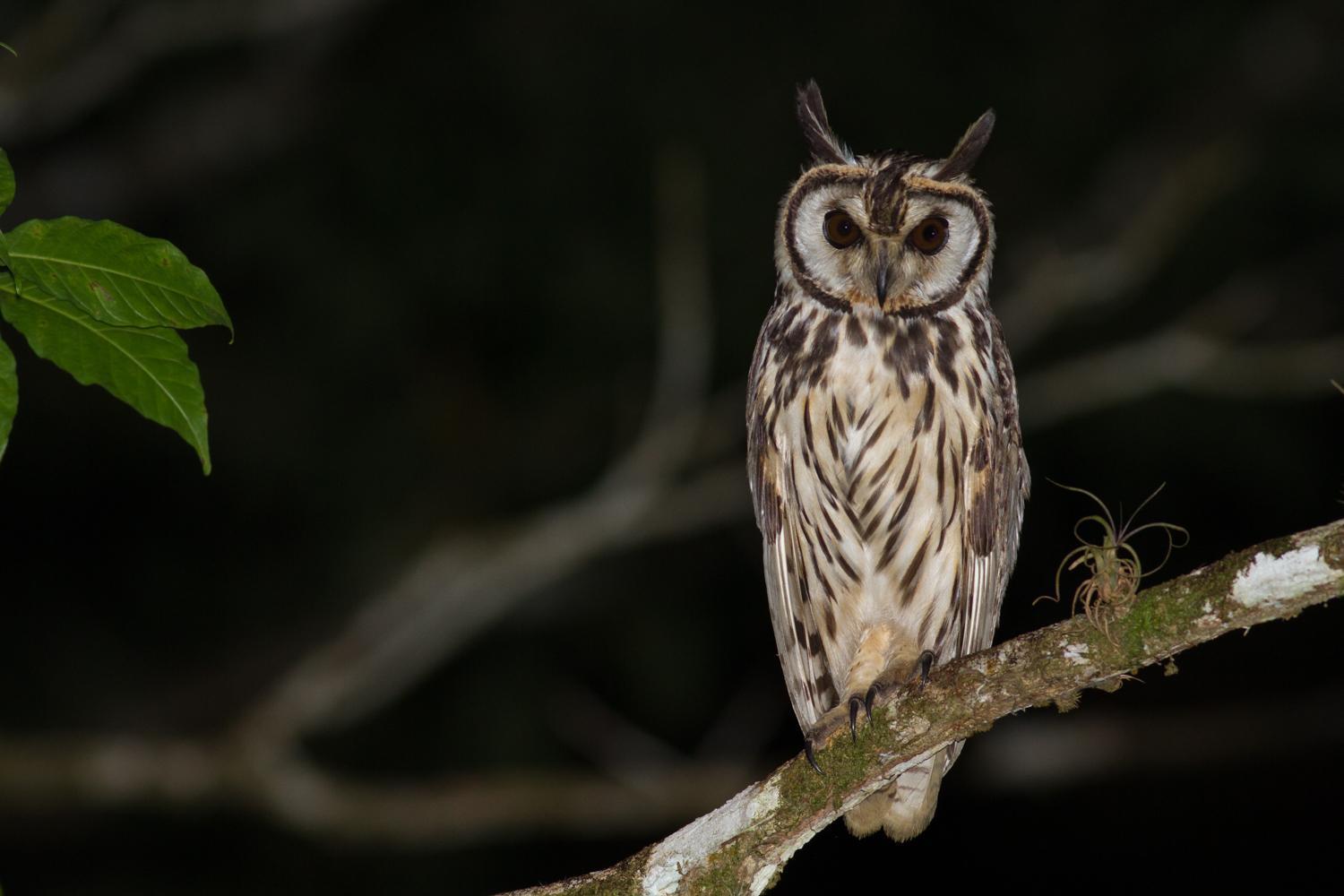 Striped Owl Photo by Tom Johnson
