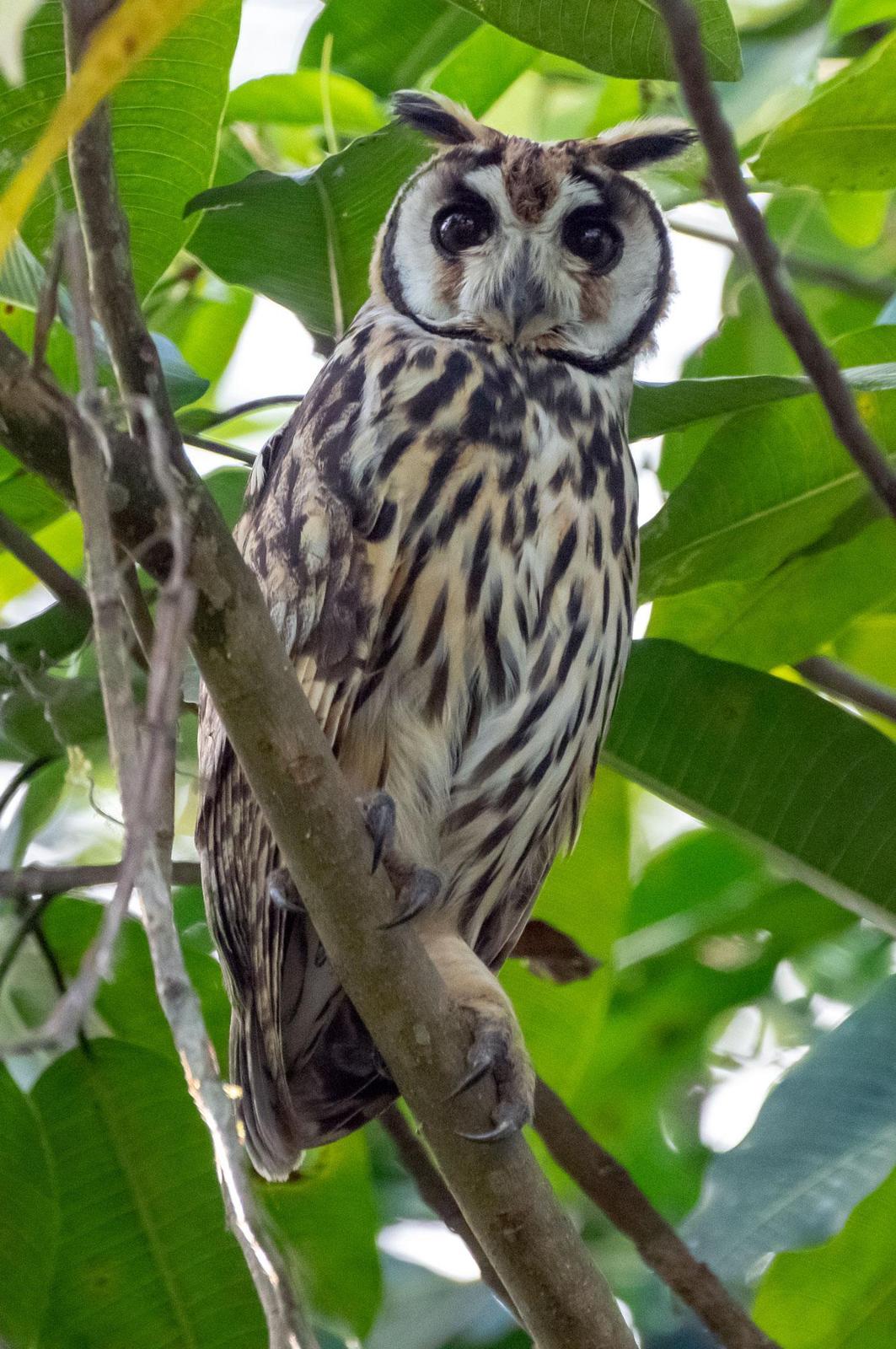 Striped Owl Photo by Phil Kahler