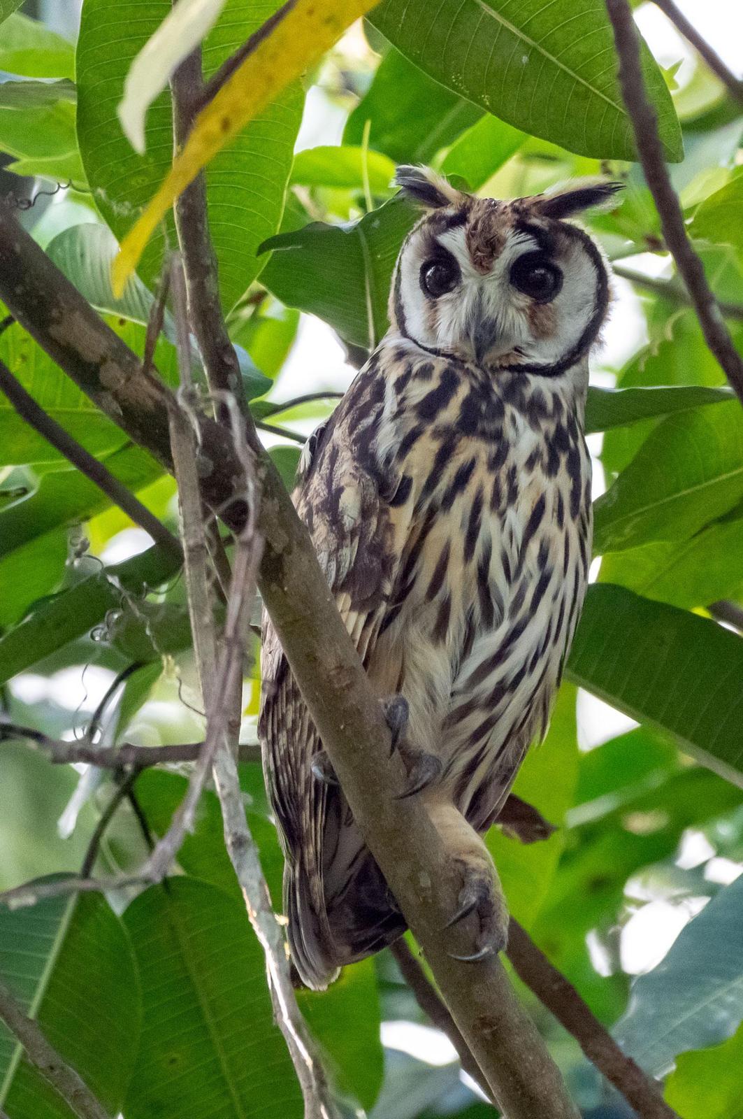Striped Owl Photo by Phil Kahler