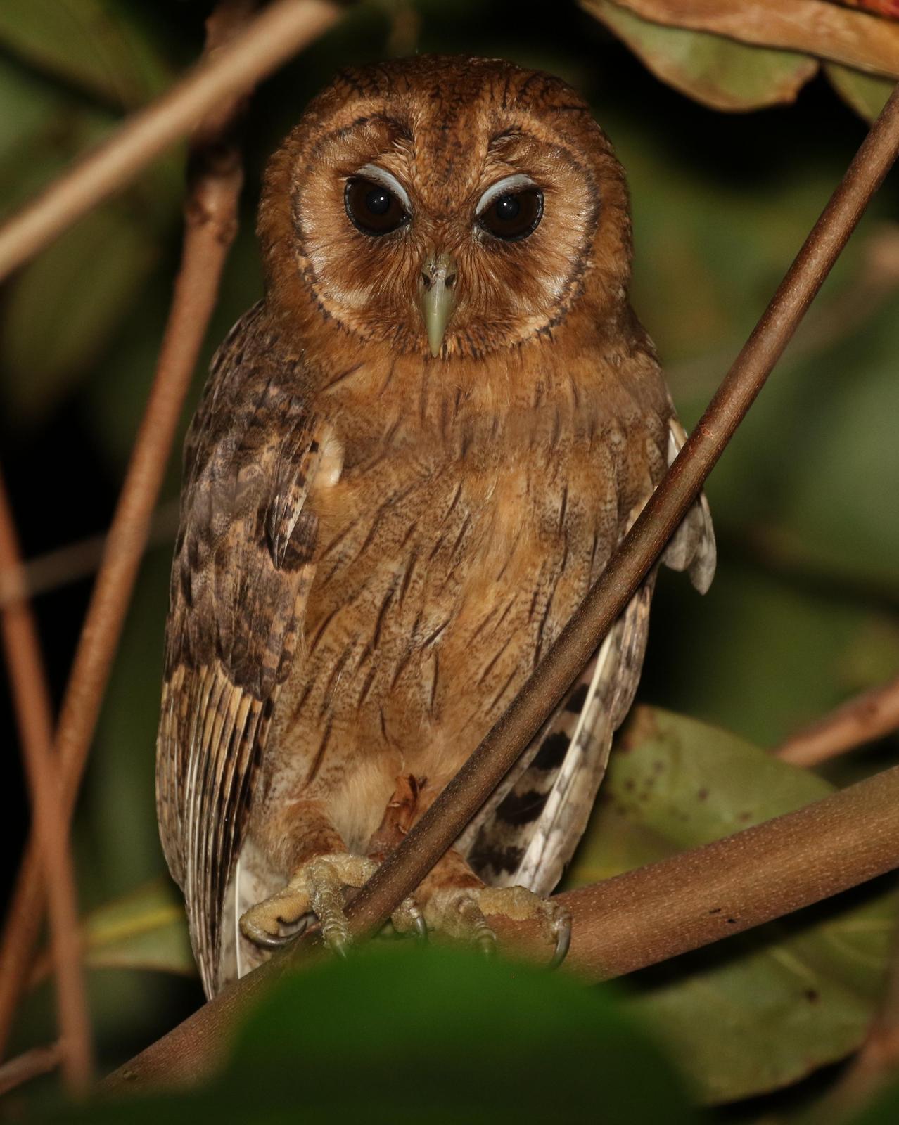 Jamaican Owl Photo by Matthew Grube
