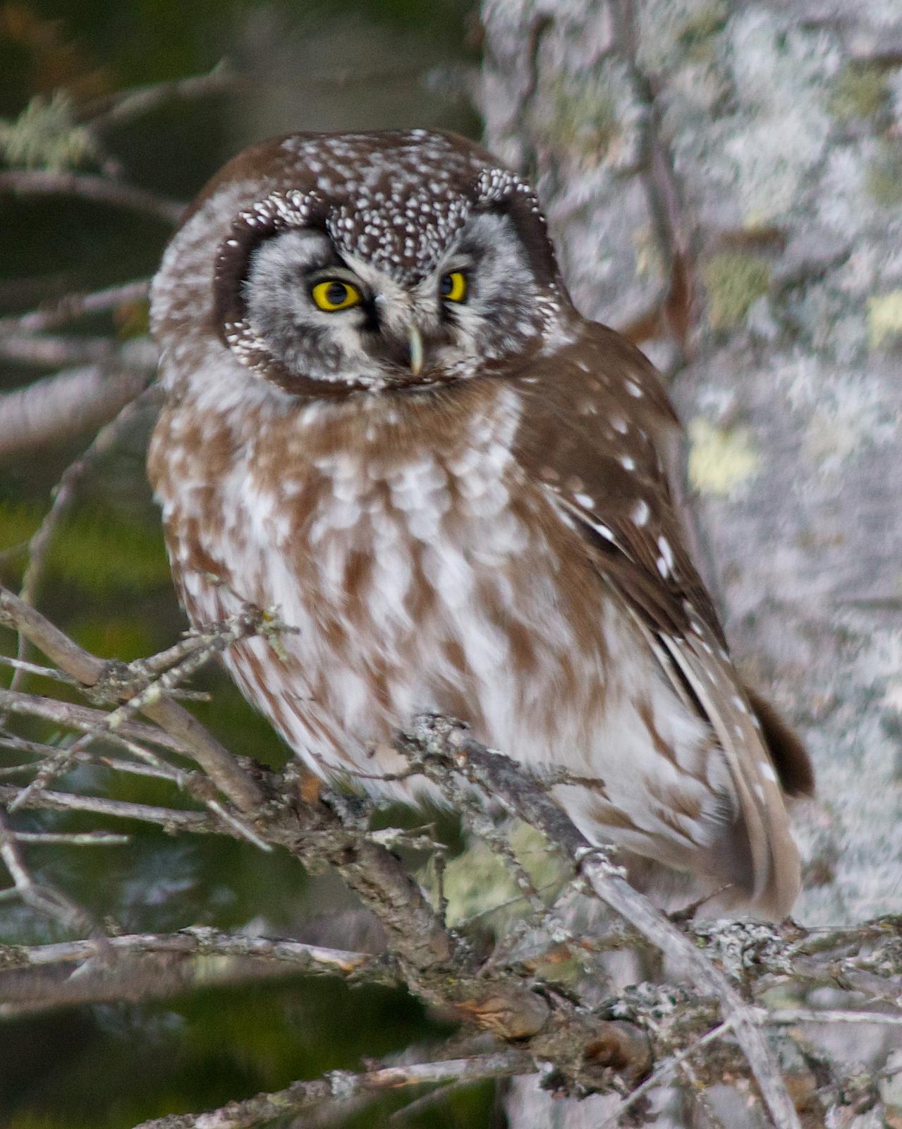 Boreal Owl Photo by Gerald Hoekstra