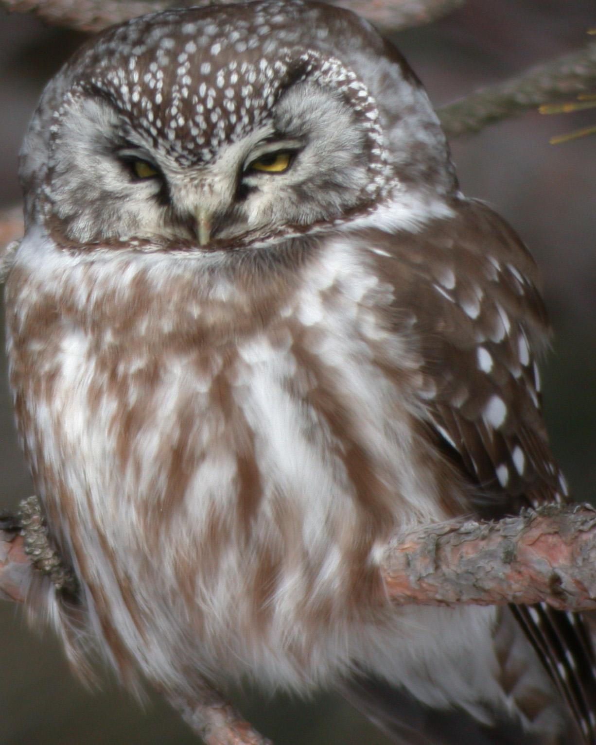 Boreal Owl Photo by Kent Fiala