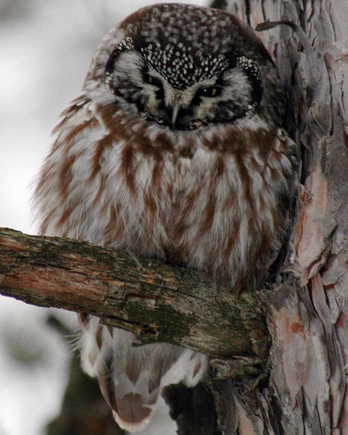 Boreal Owl Photo by Magill Weber