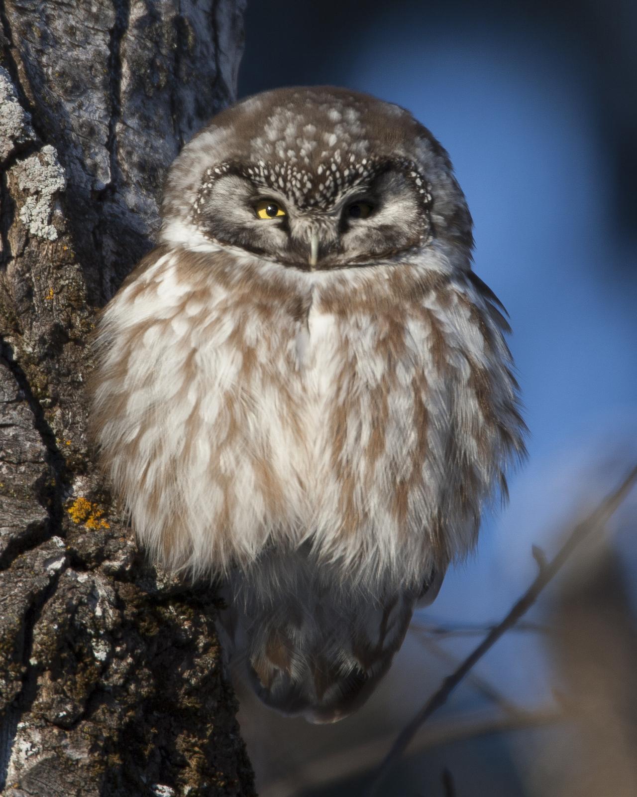 Boreal Owl Photo by Jeff Moore