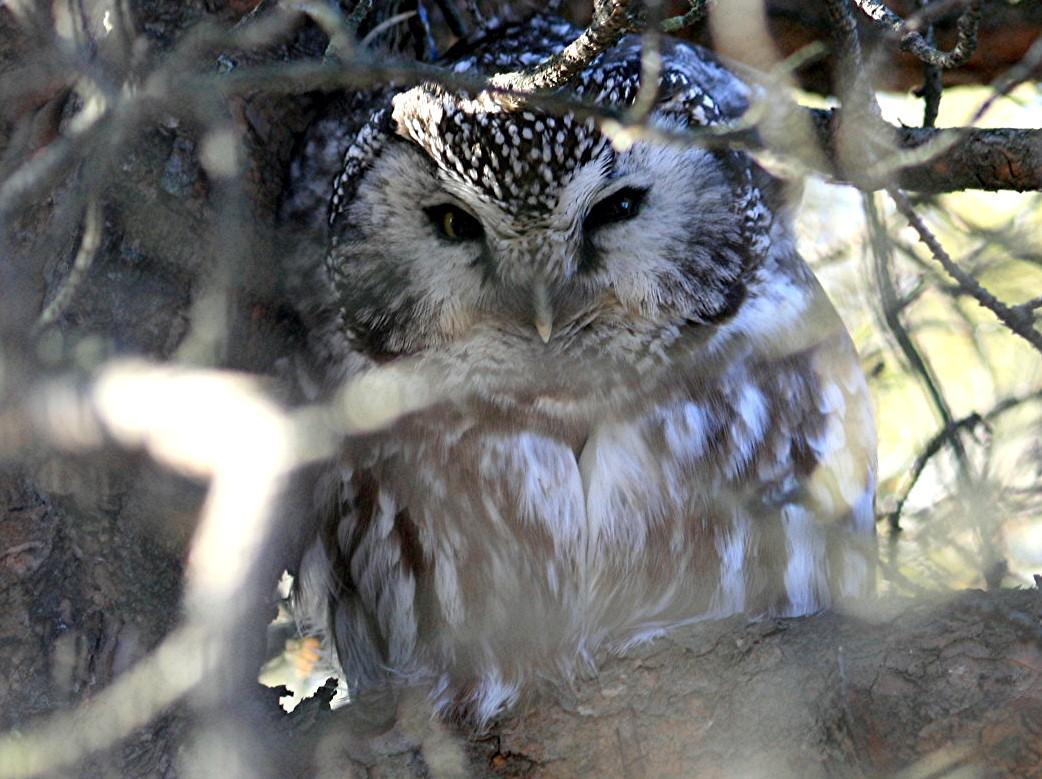 Boreal Owl Photo by Aaron Hywarren