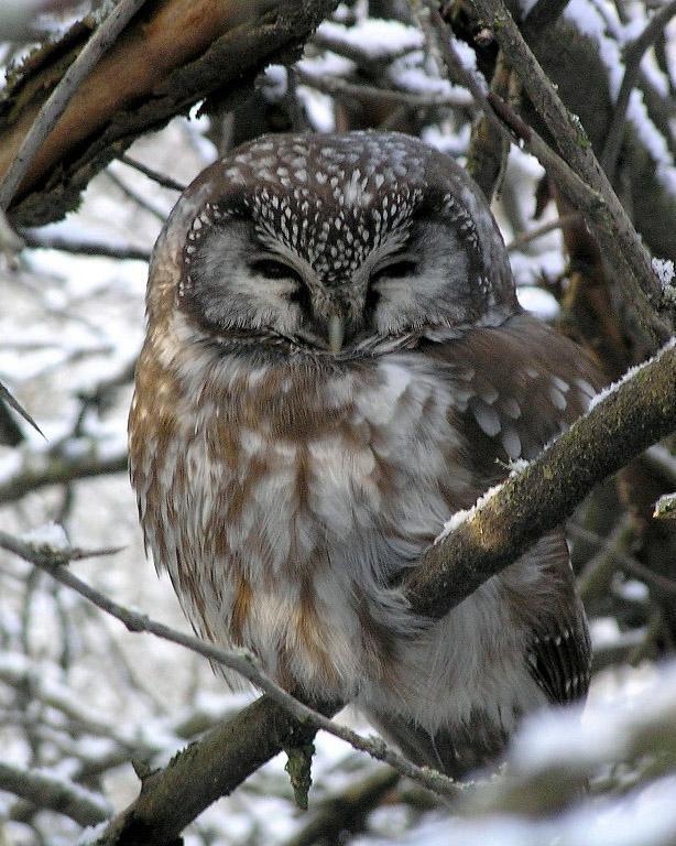 Boreal Owl Photo by Nathan Kohler