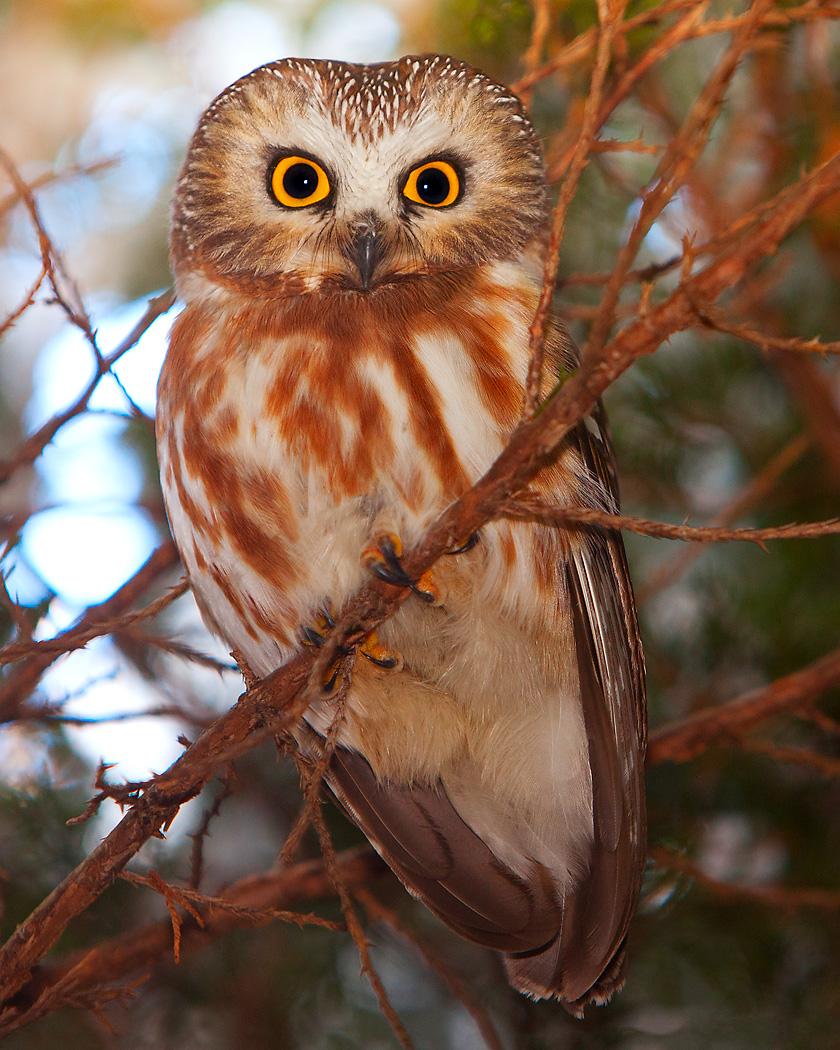 Northern Saw-whet Owl Photo by Josh Haas