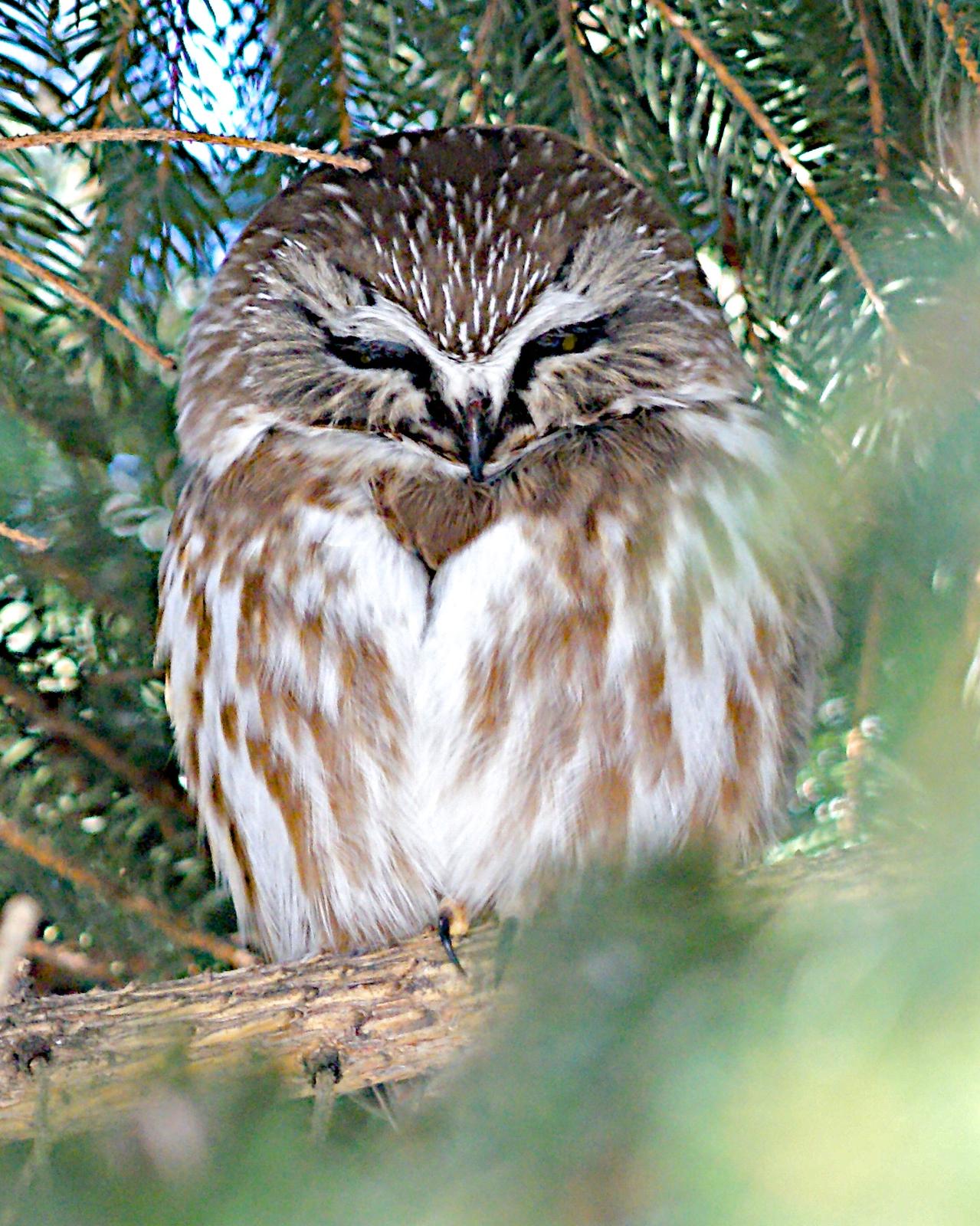 Northern Saw-whet Owl Photo by Gerald Hoekstra