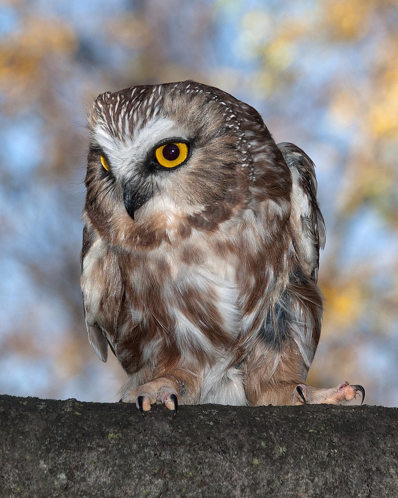 Northern Saw-whet Owl Photo by Mark Blassage