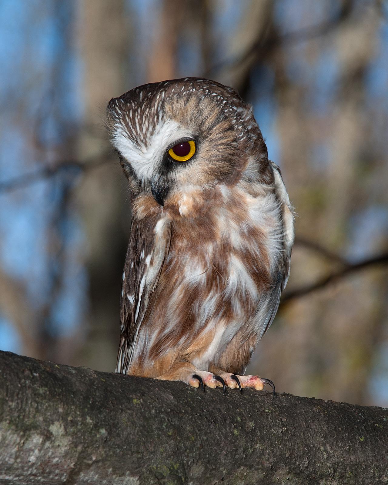 Northern Saw-whet Owl Photo by Mark Blassage