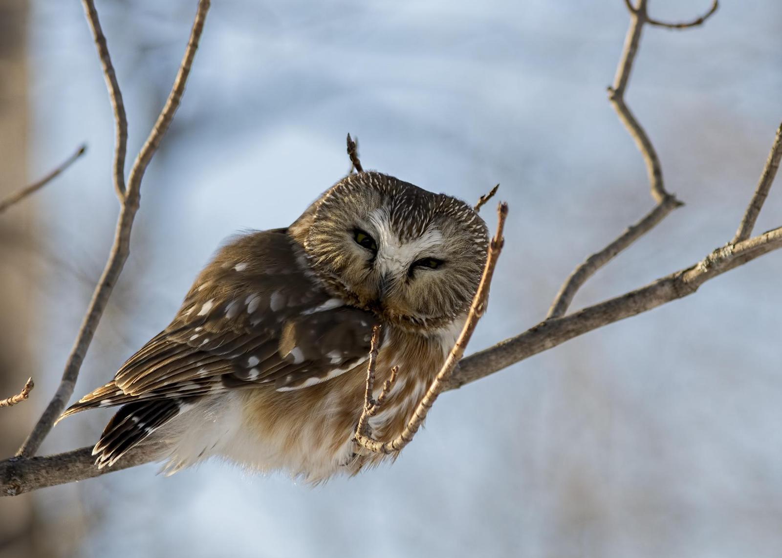 Northern Saw-whet Owl Photo by Tracy Patterson