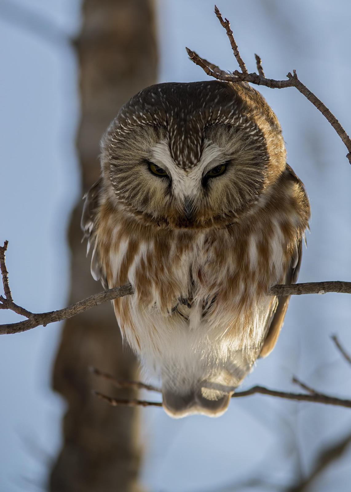 Northern Saw-whet Owl Photo by Tracy Patterson