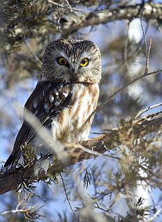 Northern Saw-whet Owl Photo by Dan Tallman