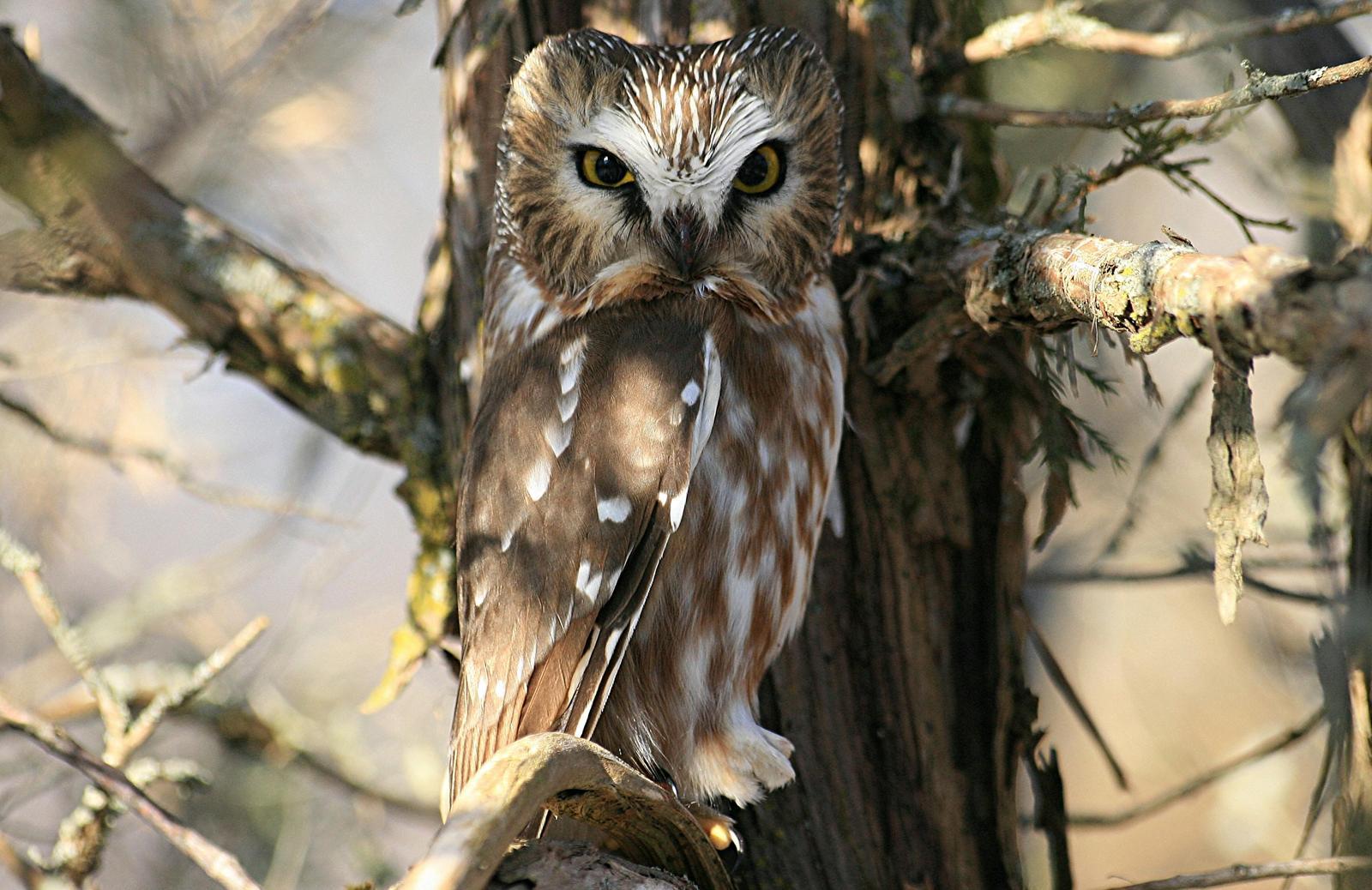 Northern Saw-whet Owl Photo by Aaron Hywarren