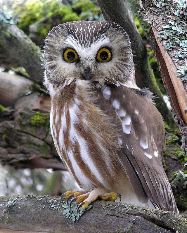 Northern Saw-whet Owl Photo by Nathan Kohler