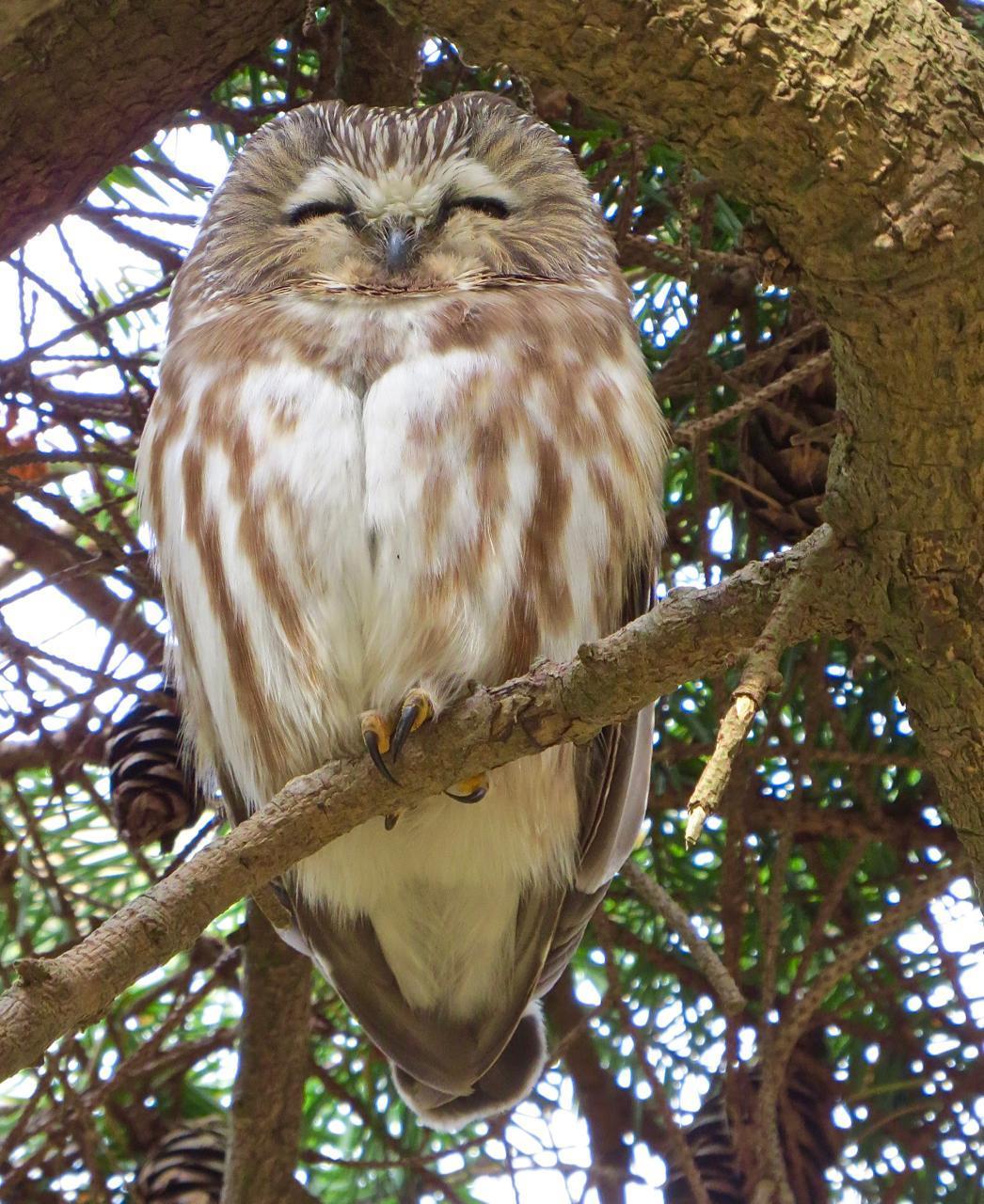 Northern Saw-whet Owl Photo by Brian Avent