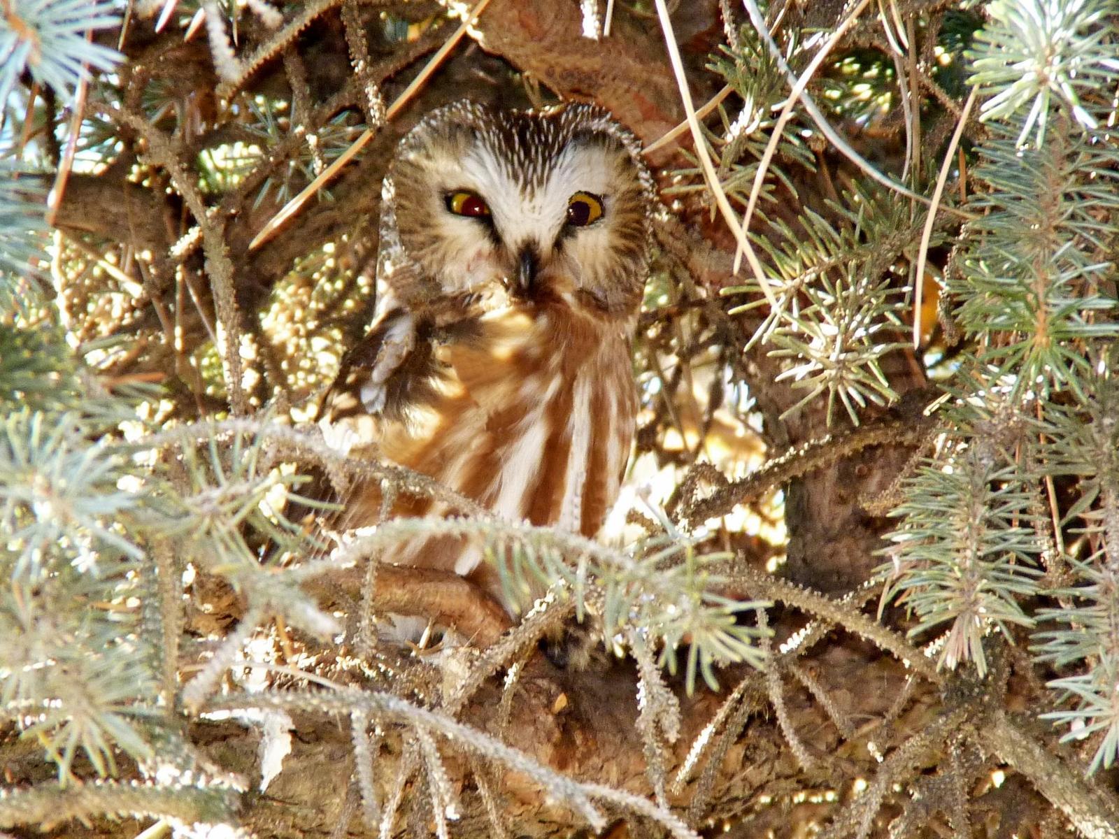 Northern Saw-whet Owl Photo by Bob Neugebauer