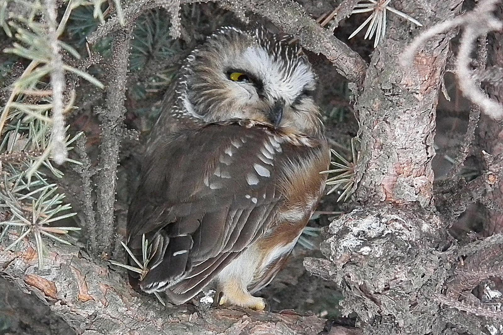 Northern Saw-whet Owl Photo by Enid Bachman