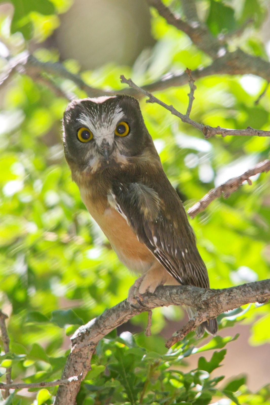 Northern Saw-whet Owl Photo by Tom Ford-Hutchinson