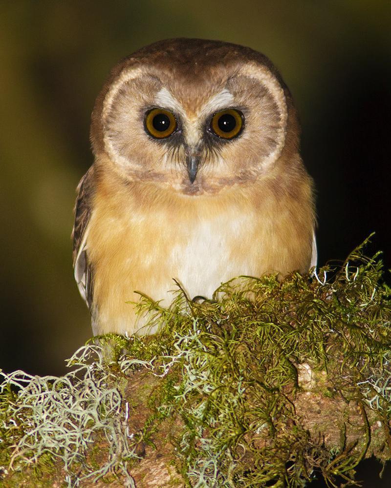 Unspotted Saw-whet Owl Photo by Francesca Albini