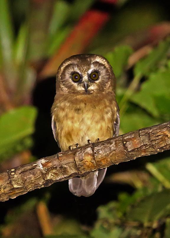 Unspotted Saw-whet Owl Photo by Jim Burns