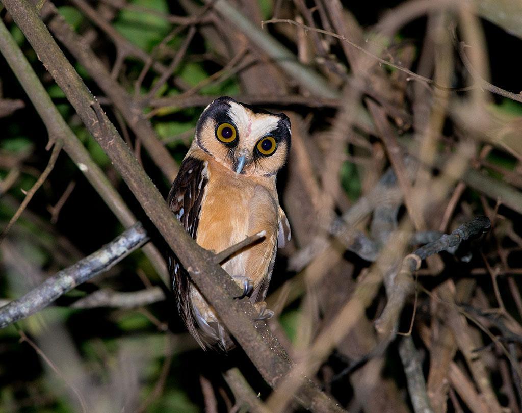 Buff-fronted Owl Photo by Evaldo Cesari de Oliveira Jr