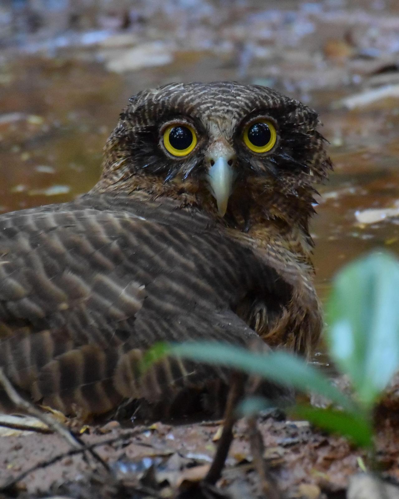 Rufous Owl Photo by Steve Percival