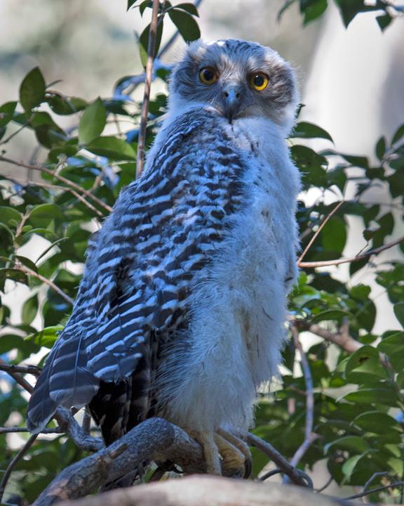 Powerful Owl Photo by Mat Gilfedder