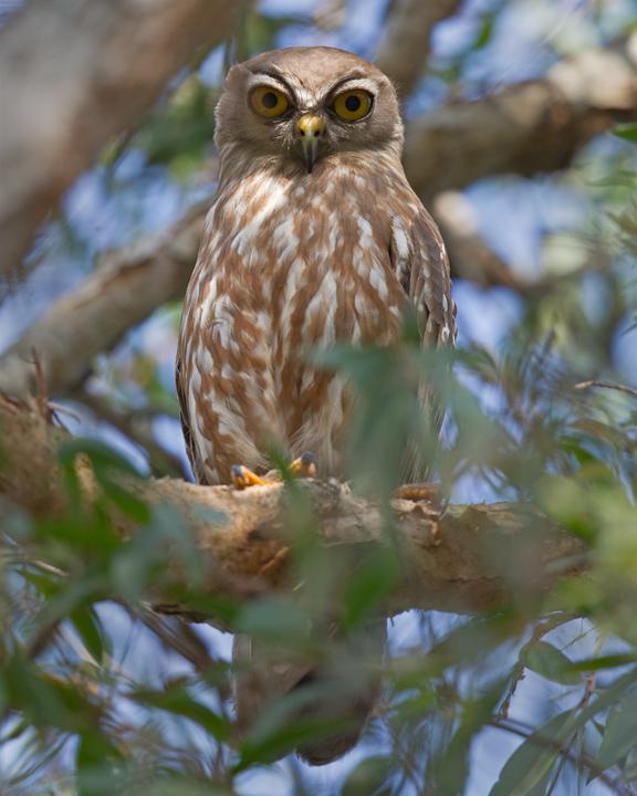Barking Owl Photo by Mat Gilfedder