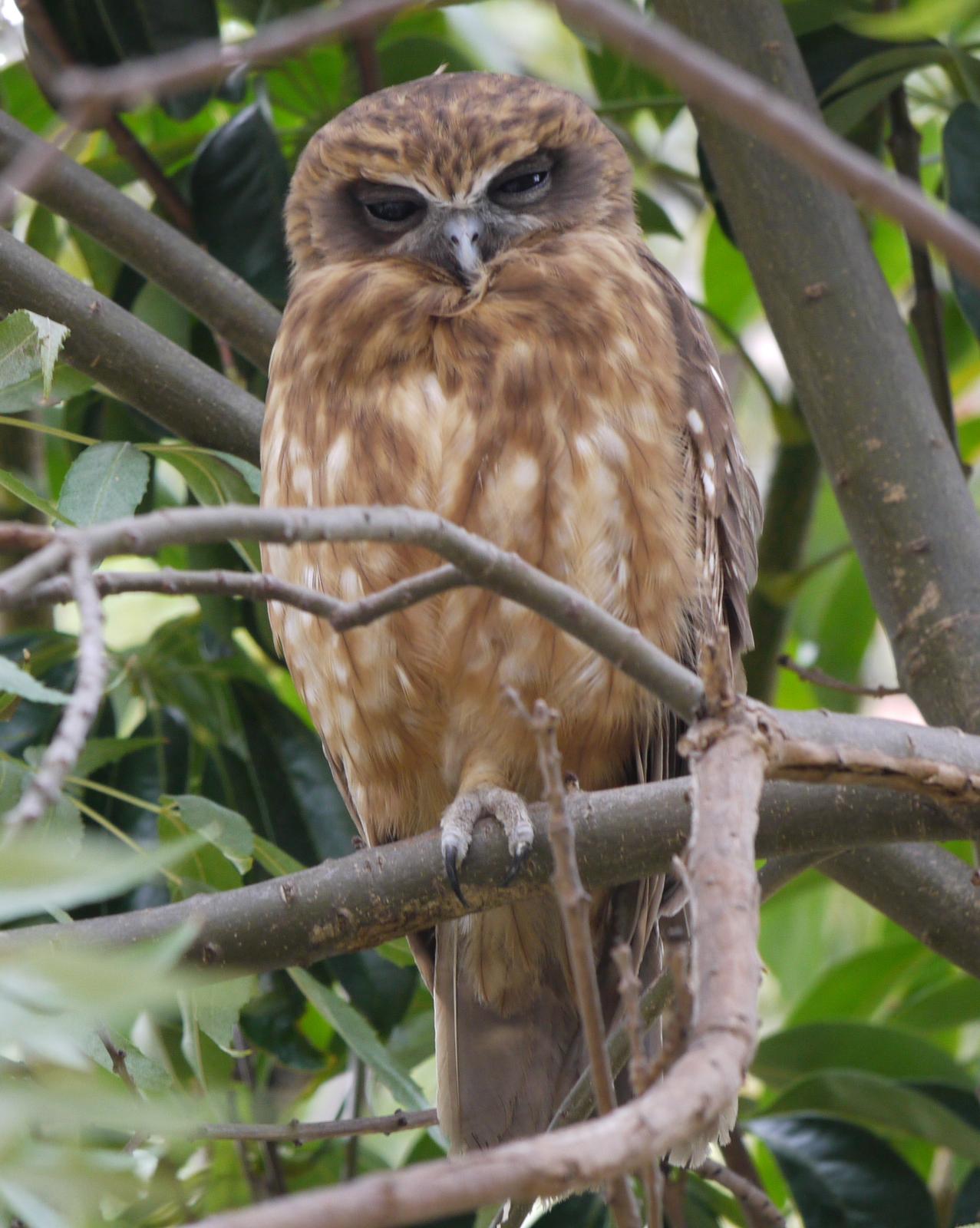 Southern Boobook/Morepork Photo by Peter Lowe