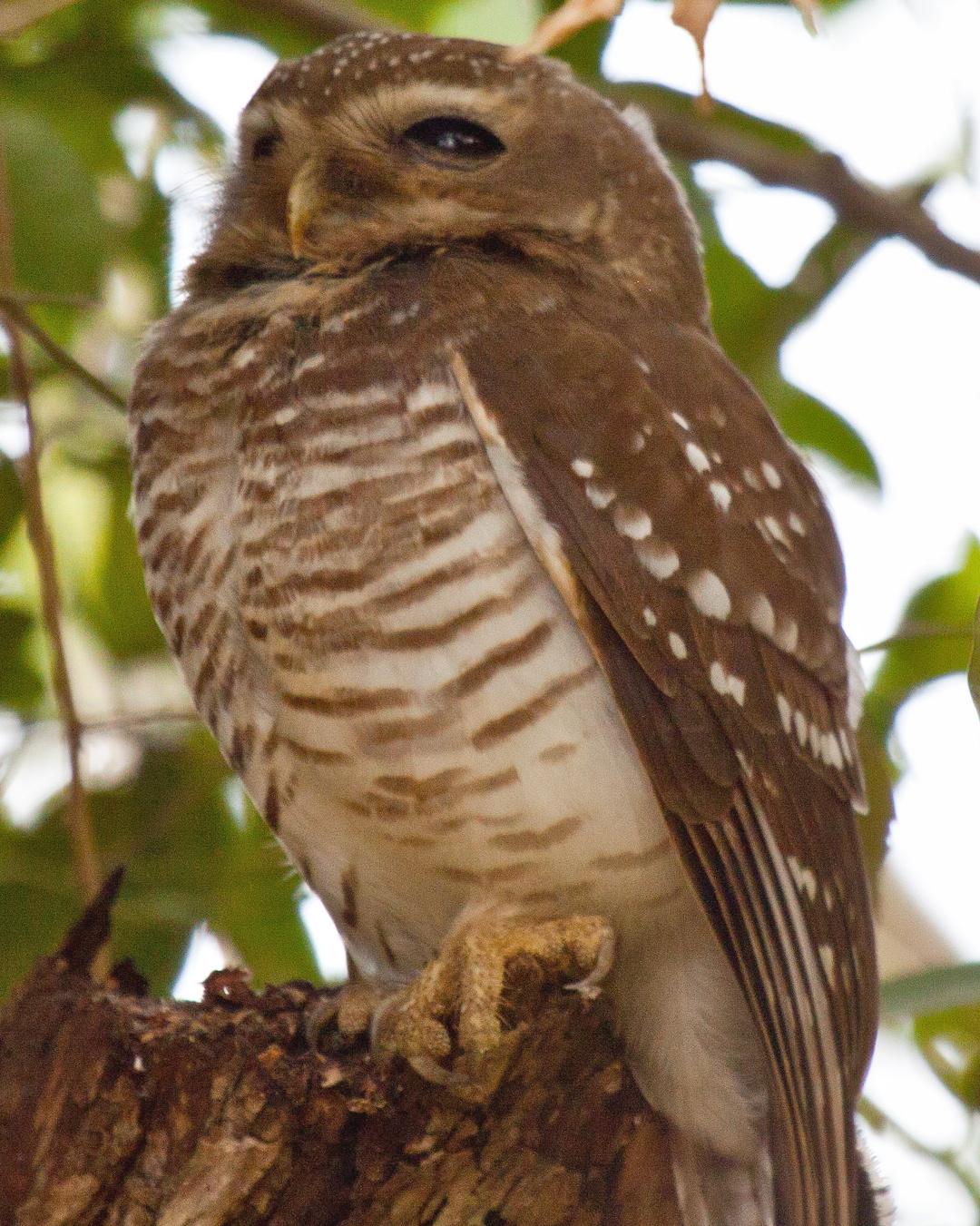 White-browed Owl Photo by Sue Wright