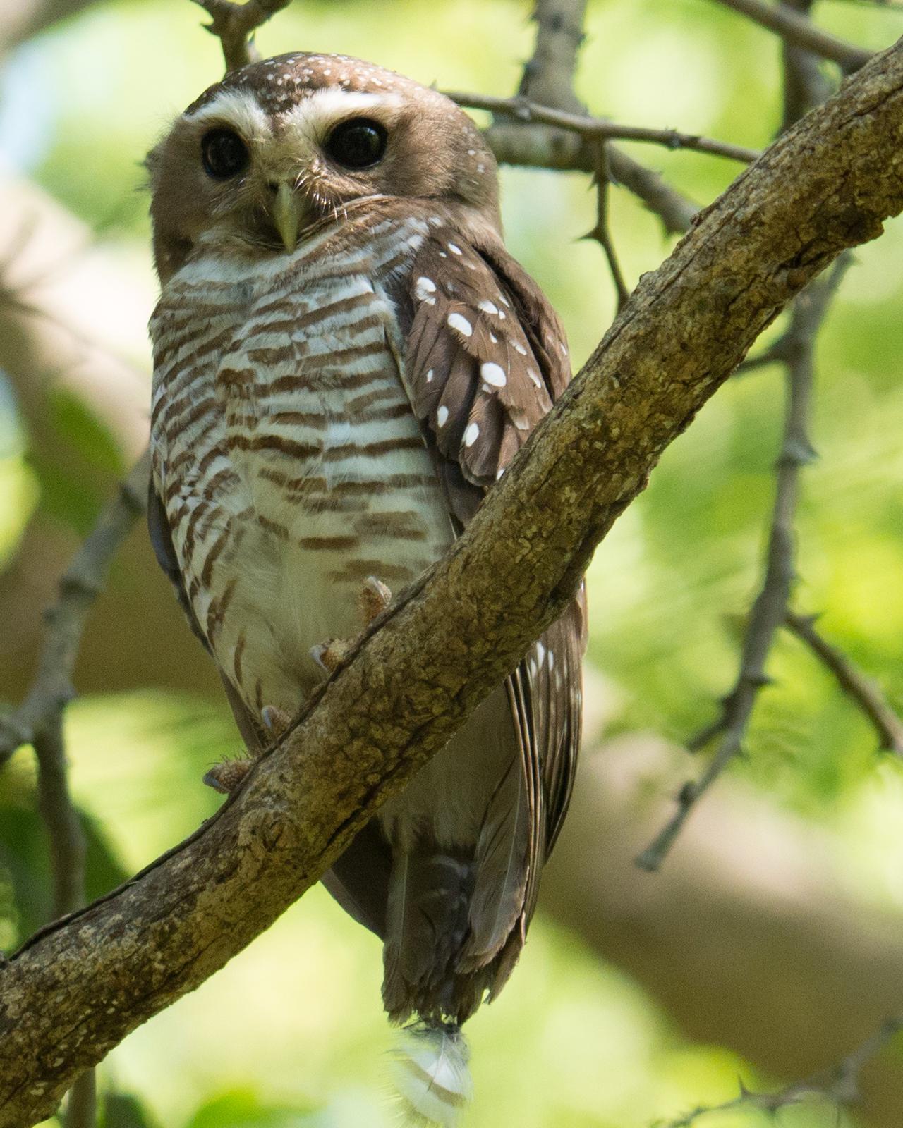 White-browed Owl Photo by Randy Siebert