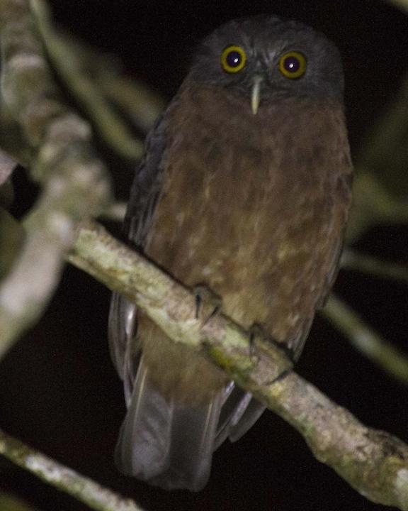 Papuan Owl Photo by Cal Walters