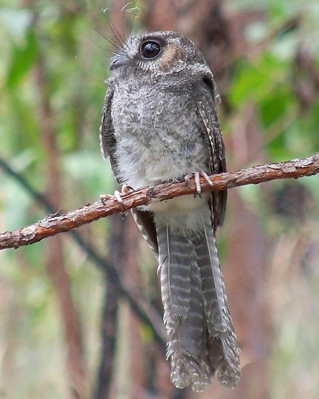 Australian Owlet-nightjar Photo by Lauren Solomon