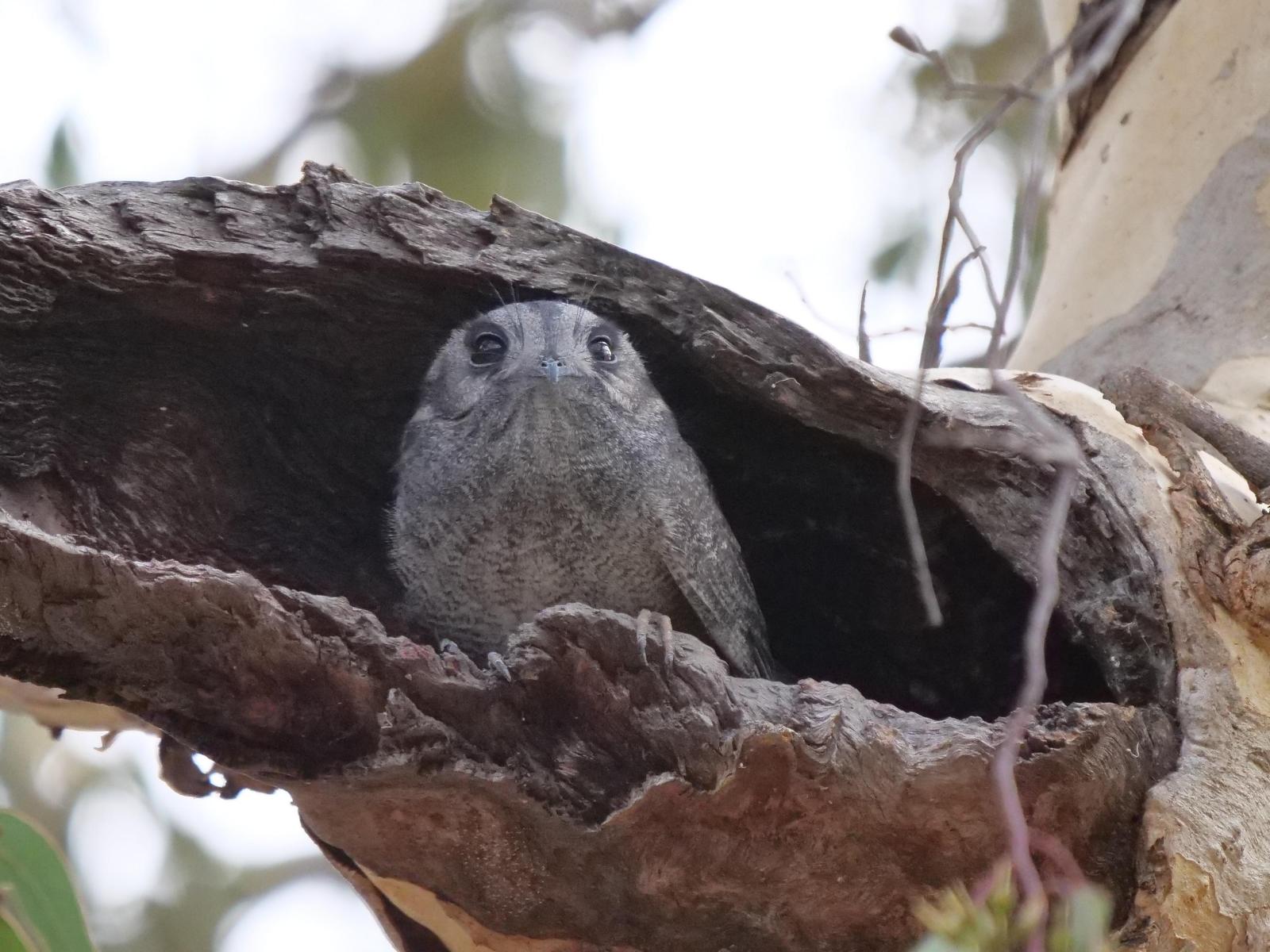 Australian Owlet-nightjar Photo by Peter Lowe
