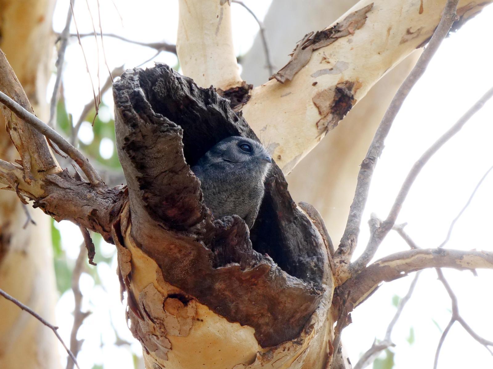 Australian Owlet-nightjar Photo by Peter Lowe