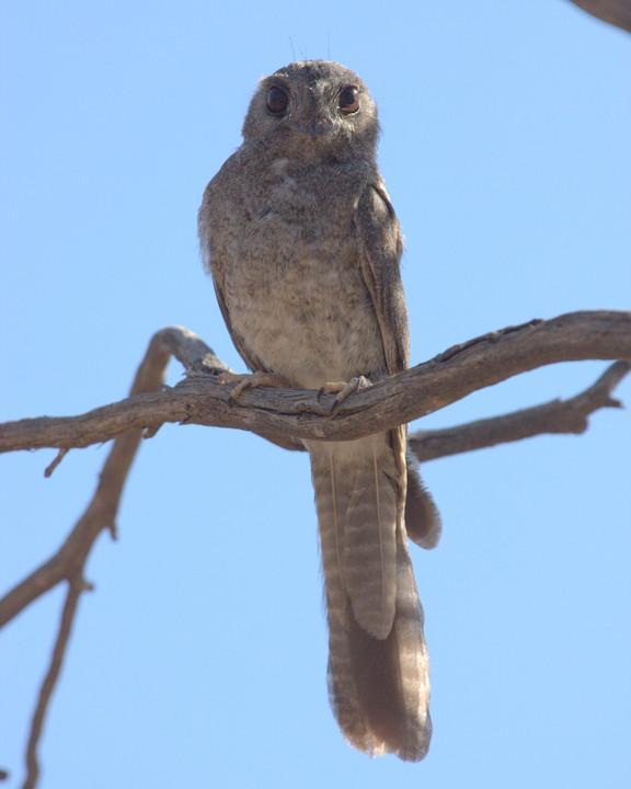 Australian Owlet-nightjar Photo by Mat Gilfedder