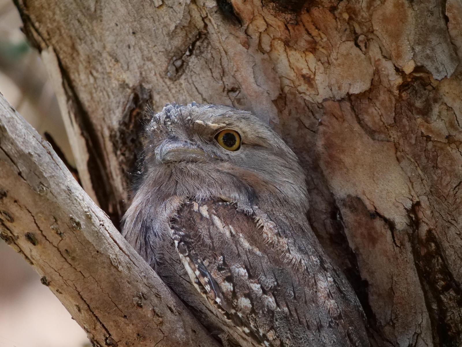 Tawny Frogmouth Photo by Peter Lowe