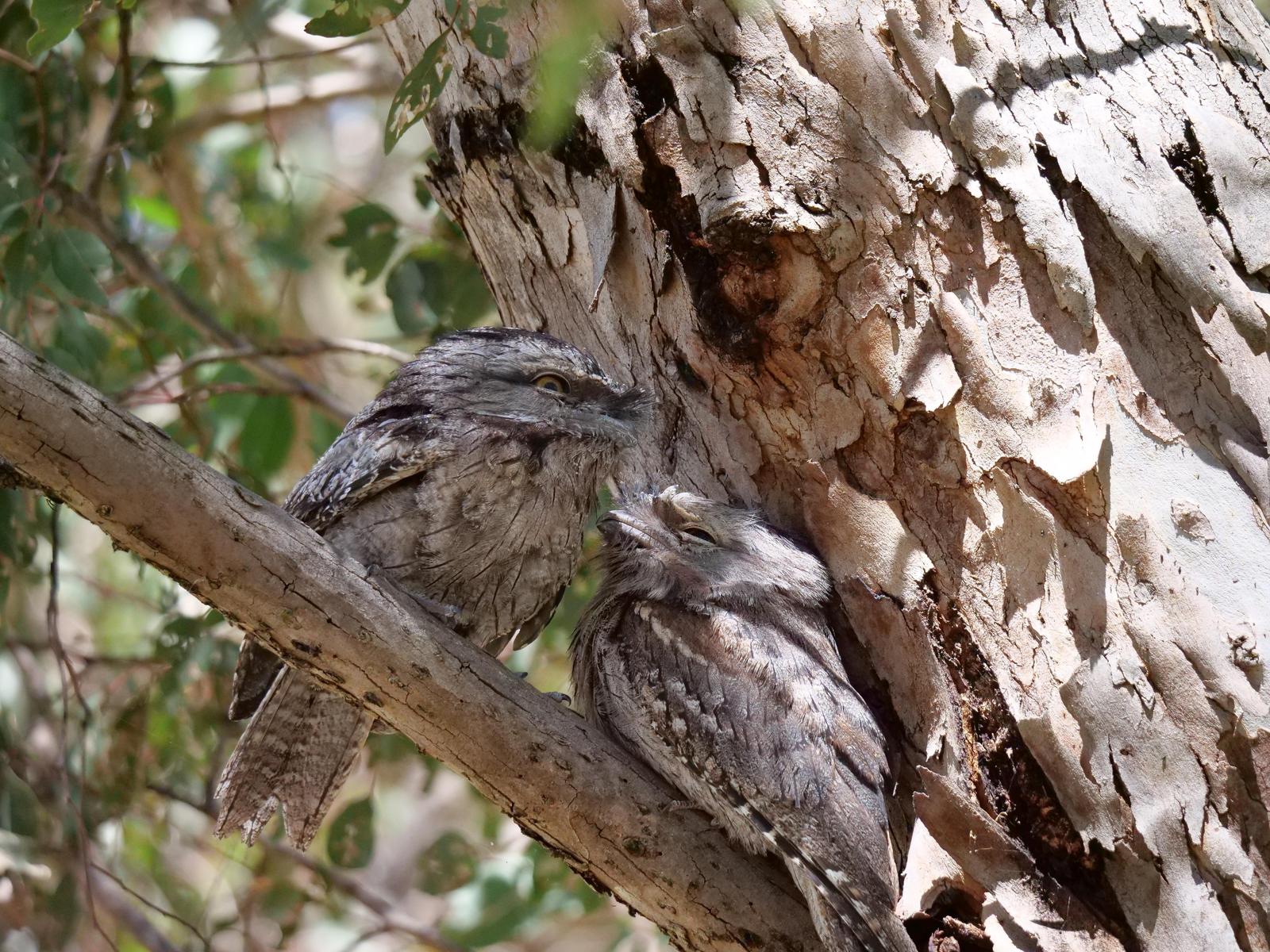 Tawny Frogmouth Photo by Peter Lowe