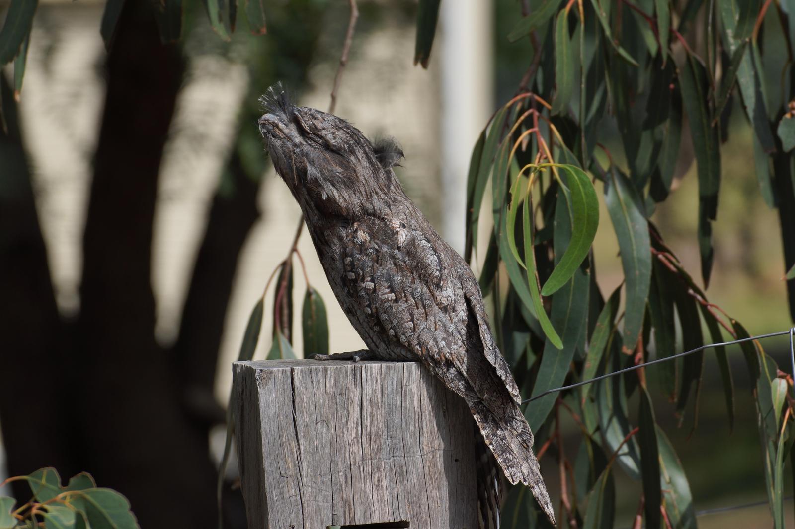 Tawny Frogmouth Photo by Reuben Worseldine