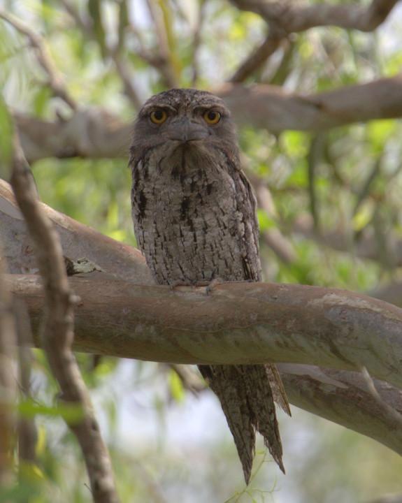 Tawny Frogmouth Photo by Mat Gilfedder